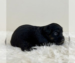 Small #6 Aussiedoodle Miniature -Miniature Bernedoodle Mix