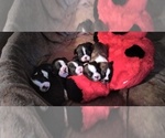 Small Photo #18 Boston Terrier Puppy For Sale in LIVERPOOL, TX, USA