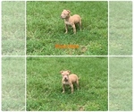 Small Photo #3 American Pit Bull Terrier Puppy For Sale in DEARING, GA, USA