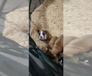 Boxer Puppy for sale in STAFFORD SPRINGS, CT, USA