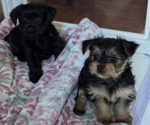 Yoranian Puppy for sale in LEWISTON, ME, USA