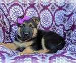 Small Photo #2 German Shepherd Dog Puppy For Sale in ELKTON, MD, USA