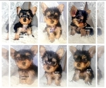 Small Photo #1 Yorkshire Terrier Puppy For Sale in MORENO VALLEY, CA, USA