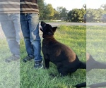 Small #4 German Shepherd Dog