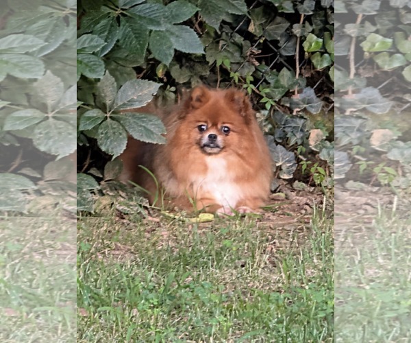 Medium Photo #3 Pomeranian Puppy For Sale in Croydon, NH, USA