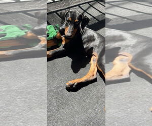 Doberman Pinscher Dogs for adoption in MIDWAY, UT, USA