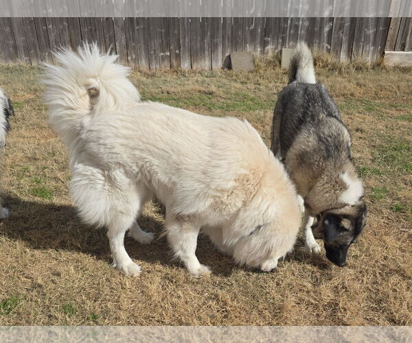 Medium Photo #10 Chow Chow-Great Pyrenees Mix Puppy For Sale in Houston, TX, USA