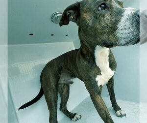 Mutt Dogs for adoption in Augusta, GA, USA