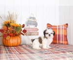 Small #3 Shih Tzu