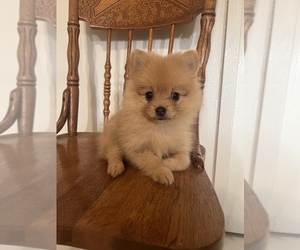 Pomeranian Puppy for sale in HIGHLAND, CA, USA