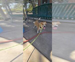 Rat Terrier-Unknown Mix Dogs for adoption in Modesto, CA, USA