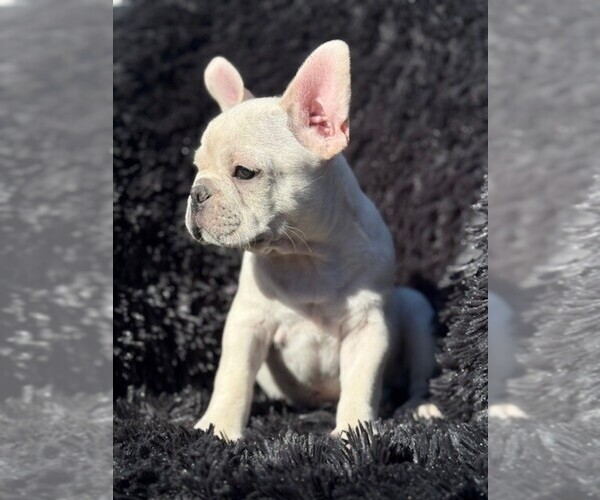 Medium Photo #4 Faux Frenchbo Bulldog-French Bulldog Mix Puppy For Sale in MOUNDRIDGE, KS, USA