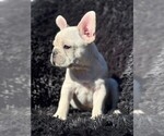 Small #3 Faux Frenchbo Bulldog-French Bulldog Mix