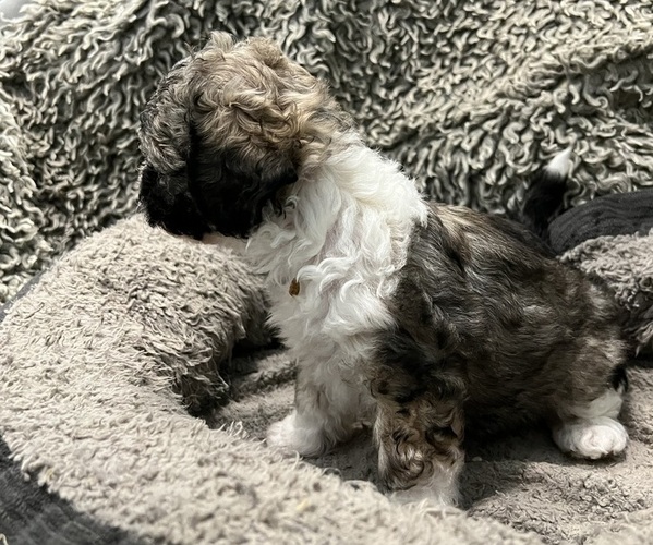 Medium Photo #19 Zuchon Puppy For Sale in RENO, NV, USA