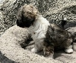 Small Photo #19 Zuchon Puppy For Sale in RENO, NV, USA