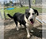 Small #1 Labrador Retriever Mix