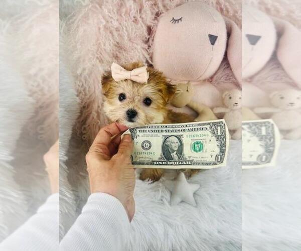 Medium Photo #14 Maltipoo Puppy For Sale in MIAMI BEACH, FL, USA