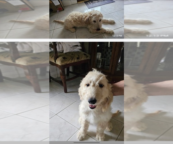 Medium Photo #57 Goldendoodle Puppy For Sale in KATY, TX, USA