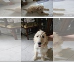 Small #11 Goldendoodle