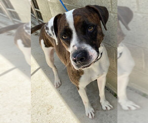 Medium Photo #4 Boxer-Unknown Mix Puppy For Sale in Doylestown, PA, USA