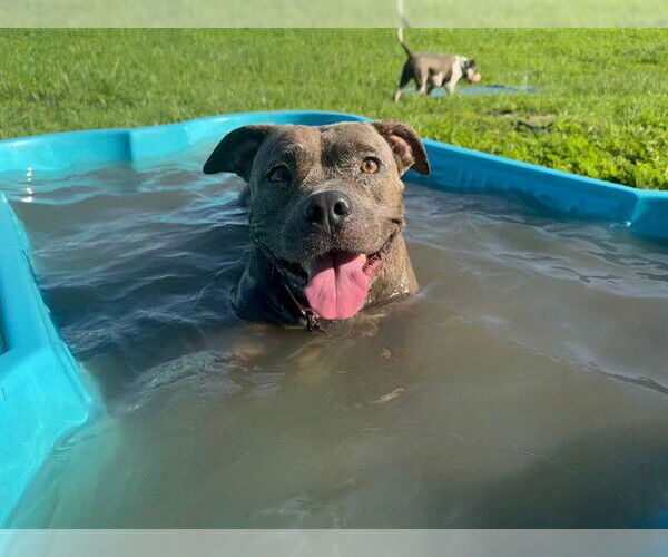 Medium Photo #2 American Pit Bull Terrier Puppy For Sale in Ocala, FL, USA