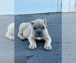 Puppy Puppy 4 Cane Corso