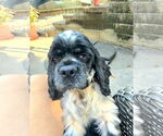 Small #3 Cocker Spaniel