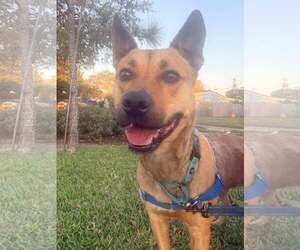 Charlie - Male Labrador Retriever-Unknown Mix Dog for Adoption - Photo #5