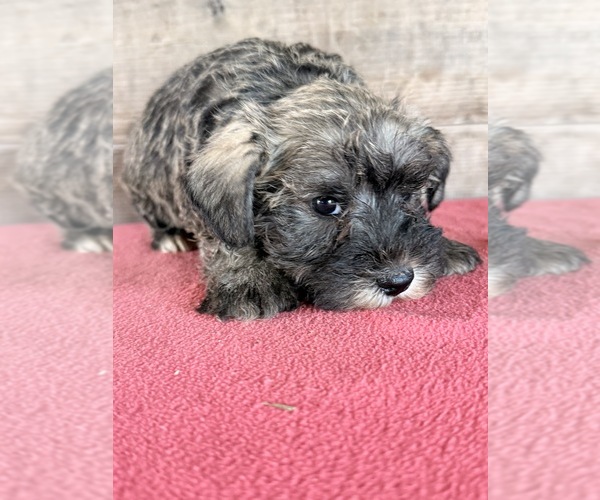 Medium Photo #5 Schnauzer (Miniature) Puppy For Sale in VERMONTVILLE, MI, USA