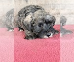 Litter of 8 - Male(s) and Female(s) Schnauzer (Miniature)Litter of Puppies for Sale - Photo #5