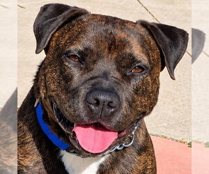 Prancer - Foster or Adopt Me! - Male American Staffordshire Terrier-Unknown Mix Dog for Adoption - Photo #37