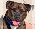 Small Photo #37 American Staffordshire Terrier-Unknown Mix Puppy For Sale in Lake Forest, CA, USA