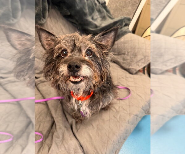 Medium Photo #4 Mutt Puppy For Sale in Muskegon, MI, USA