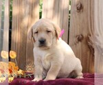 Rosy - Female Labrador Retriever Puppy for Sale - Small photo