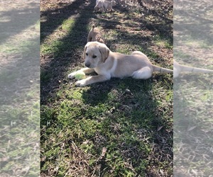 Labrador Retriever Puppy for sale in GLADSTONE, VA, USA