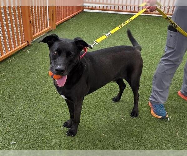 Medium Photo #2 Labrador Retriever-Unknown Mix Puppy For Sale in Las Vegas, NV, USA