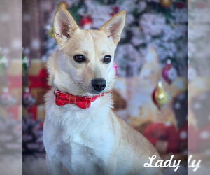 Chihuahua-Unknown Mix Dogs for adoption in Chino Hills, CA, USA