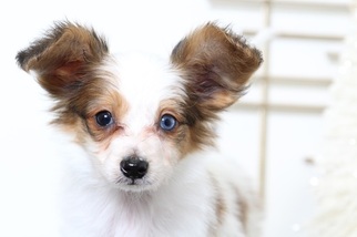 Papillon Puppy for sale in BEL AIR, MD, USA
