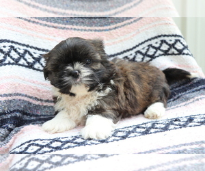 Shih Tzu Puppy for sale in SHILOH, OH, USA