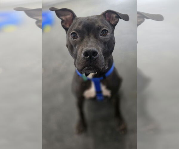 Medium Photo #7 Staffordshire Bull Terrier-Unknown Mix Puppy For Sale in Clarkston, MI, USA