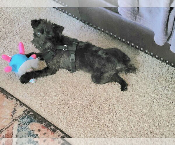 Medium Photo #4 Mutt Puppy For Sale in Conway, AR, USA