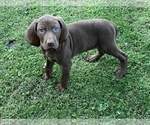 Small Photo #6 German Shorthaired Weimaraner Puppy For Sale in SHADYSIDE, OH, USA