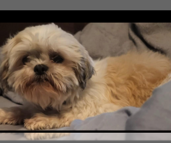 Medium Photo #1 Shih Tzu Puppy For Sale in Sioux Falls, SD, USA