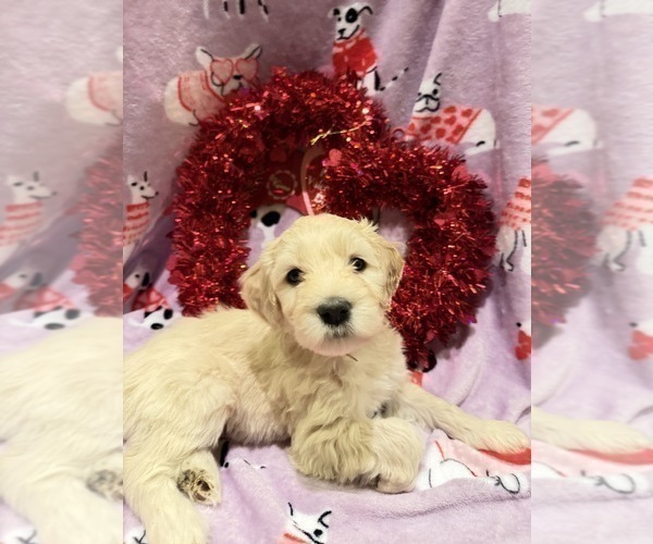 Medium Photo #3 Portuguese Water Dog Puppy For Sale in SWARTZ CREEK, MI, USA