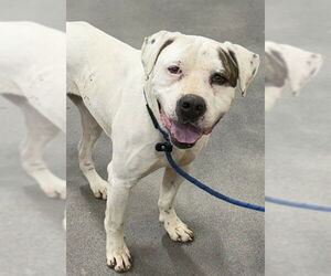 American Bulldog-Unknown Mix Dogs for adoption in Forestville, MD, USA