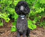 Small Photo #1 Poodle (Standard) Puppy For Sale in CLAYTON, WA, USA