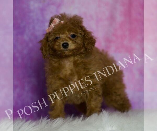 Medium Photo #6 Poodle (Miniature) Puppy For Sale in WARSAW, IN, USA