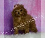 Small Photo #73 Poodle (Miniature) Puppy For Sale in WARSAW, IN, USA