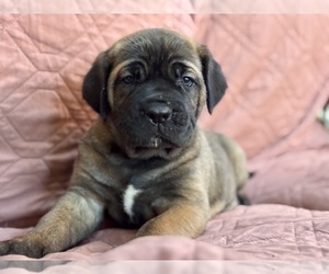 Cane Corso Puppy for sale in NEWTON, NJ, USA