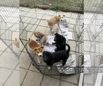 Small #9 pomeranian spitz Mix